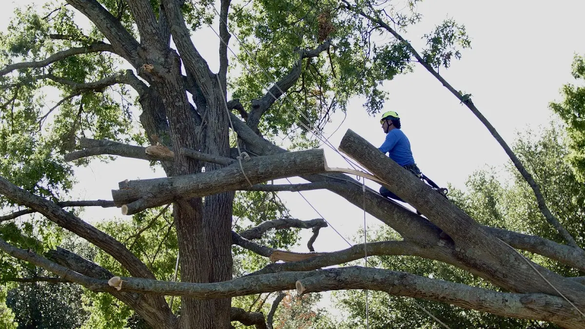 Professional Hazardous Tree Removal performed by certified arborists in New Milford